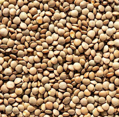 Brown Lentil Seeds | For Planting Asian Indian Dal Daal Organic Vegan Seed 2024