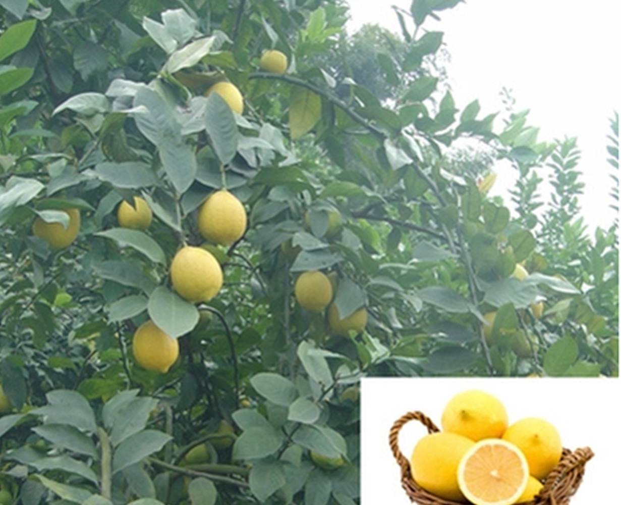 20 SEEDS LEMON LIME for germination garden bed plant tree citrus green yellow