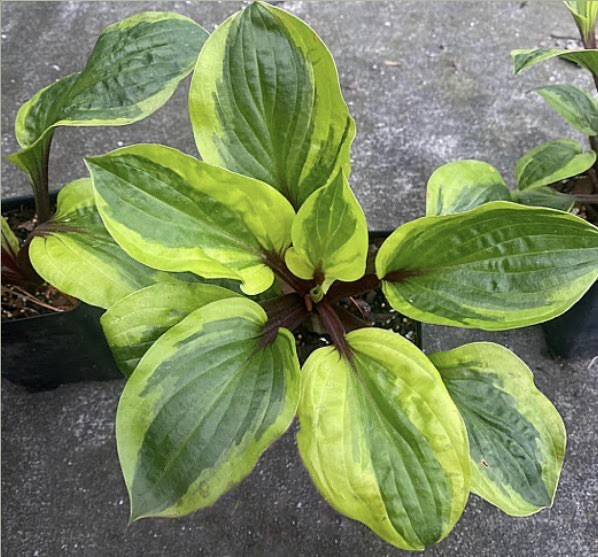 Hosta ‘Avocado Toast ‘ Plant 1gal Pot Gold Green Crisp Leaves Above Red Stems!