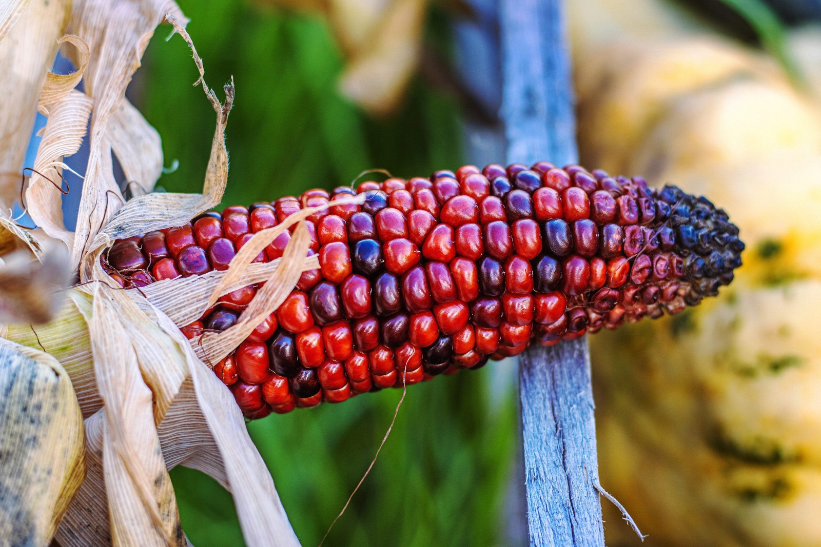100 Ornamental INDIAN CORN WAMPUM Mixed Colors Zea Mays Vegetable Seeds