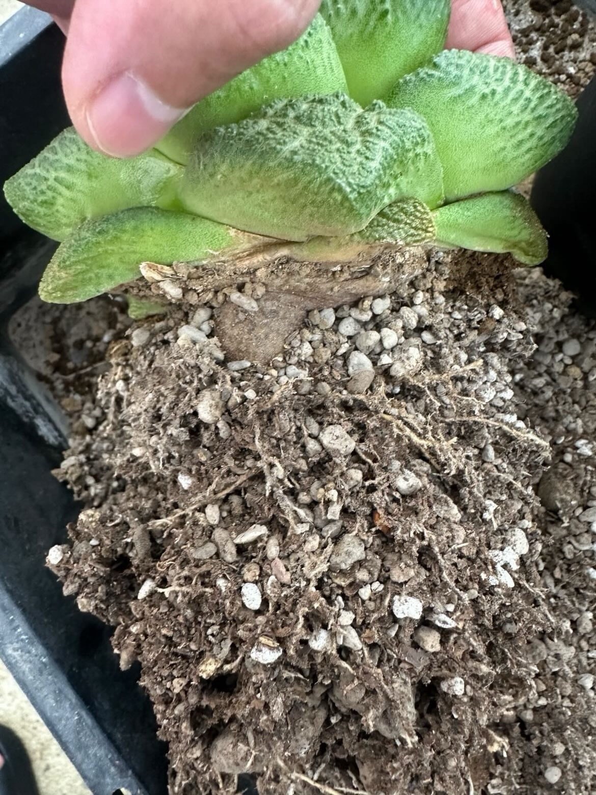 Godz Ario Seed Grown Cactus Plant 25 Years Old