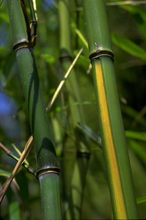 Yellow Groove Bamboo Cold Hardy Zone 5 Rhizome 9 Inch 1 Ct.