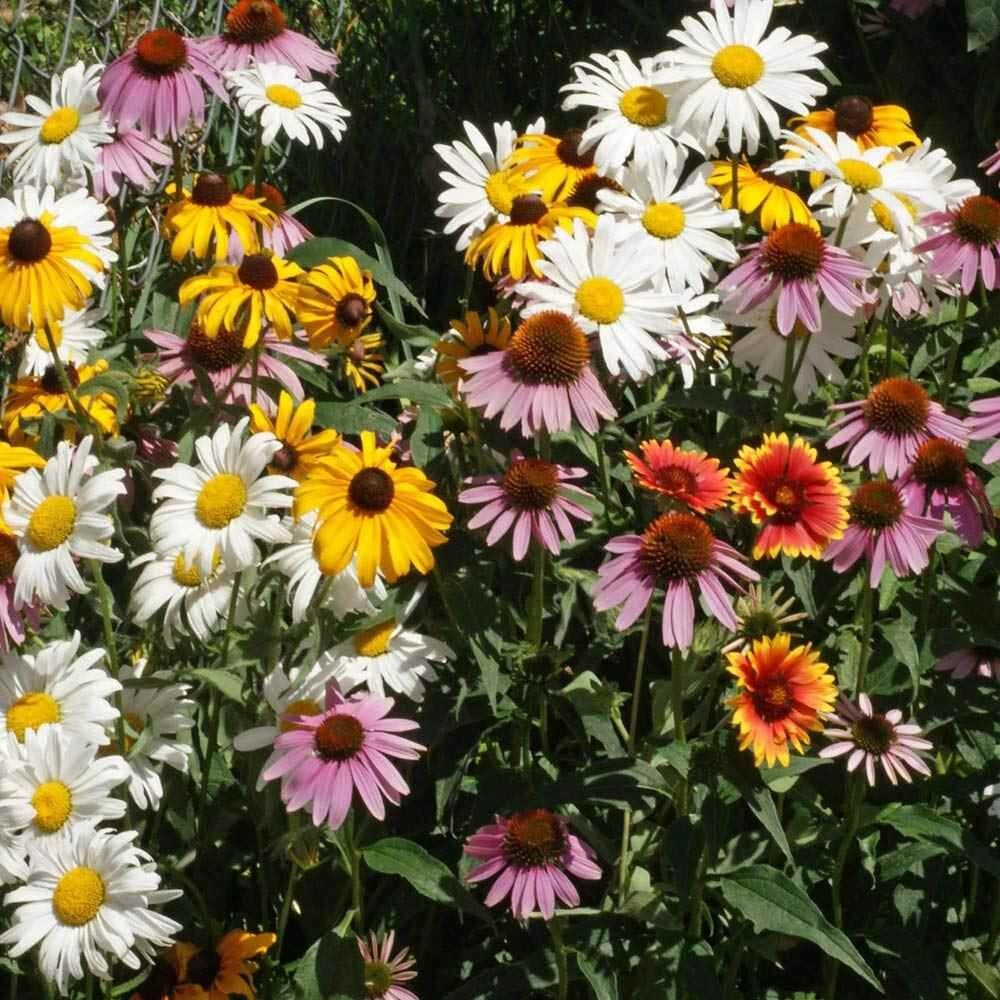 Perennial Wildflower Seed Mix 17 Varieties Many Colors | Bulk Flower Seeds