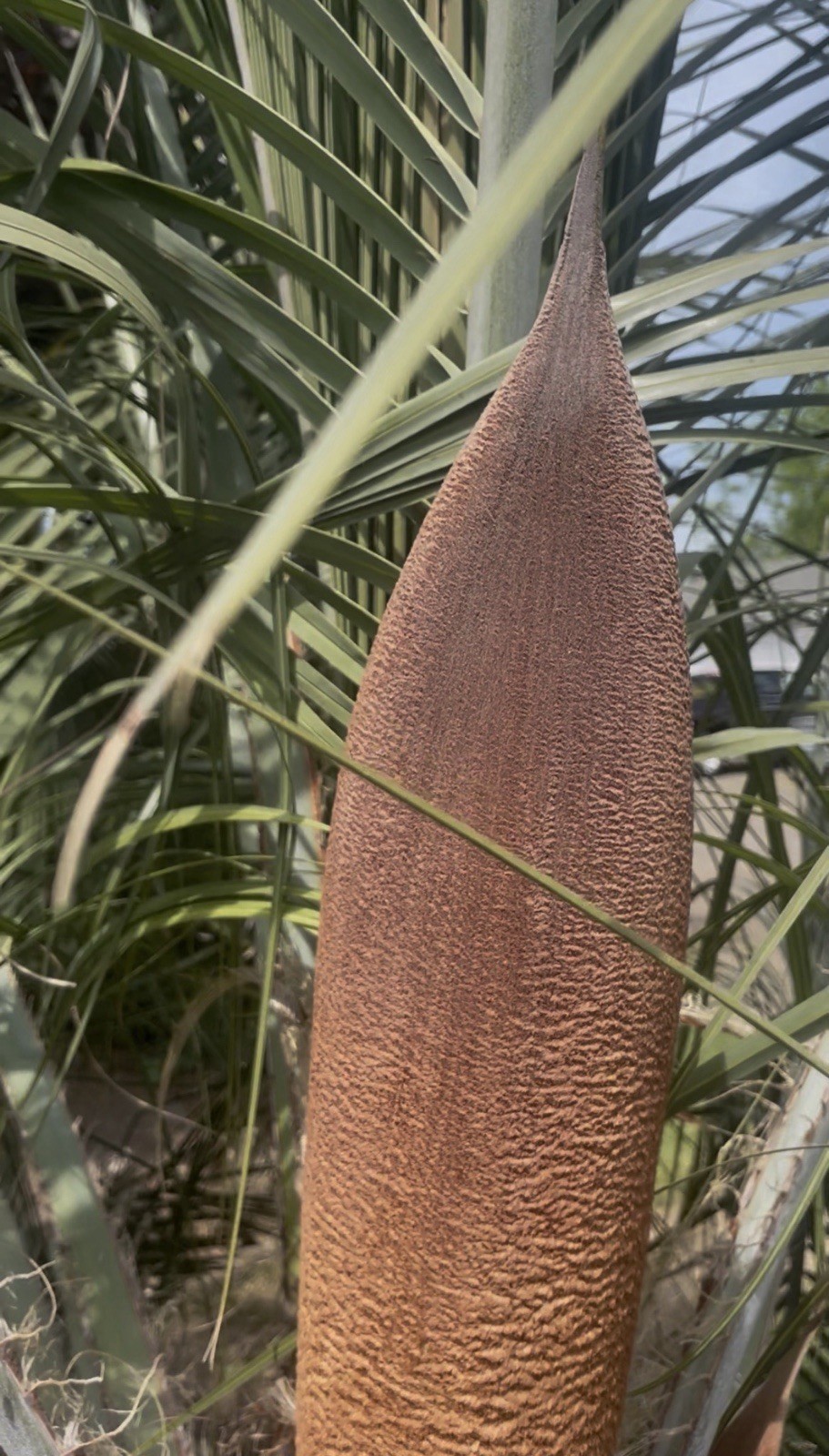 LIVE – Butia Eriospatha – Cold Hardy 8F – Snow/Ice Resilient – Tropical
