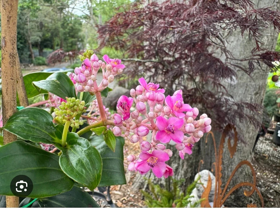Medinilla Apoensis “Philippine Pink” Live Flowering Plant