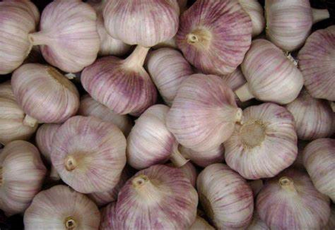 Garlic Bulbs, Purple Early Italian Whole Garlic Bulbs,for eating and/or planting