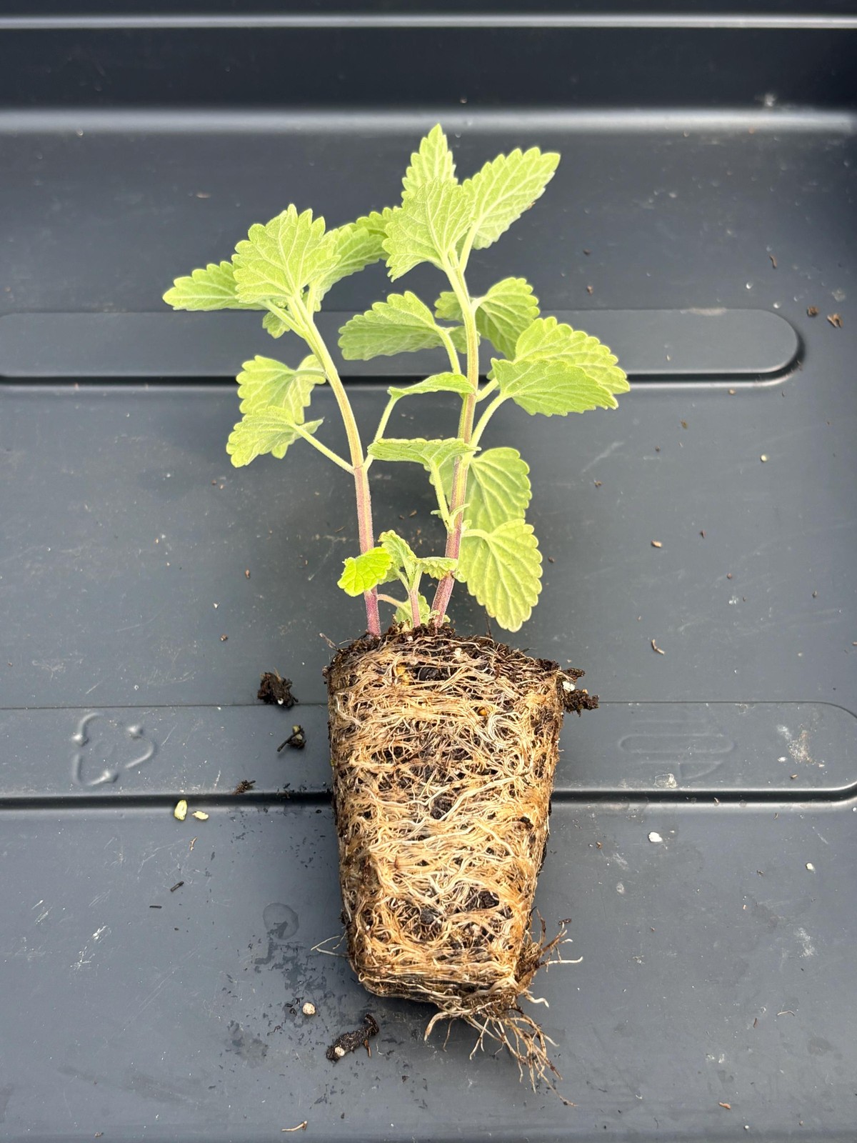 Catnip Live Plant – Seedlings/Plugs and Plants – 3″- 12″ tall – 30-60+ days