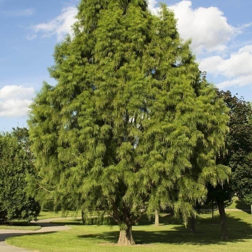 Bald Cypress | 2 Inch | Taxodium distichum | Deciduous Conifer Plant
