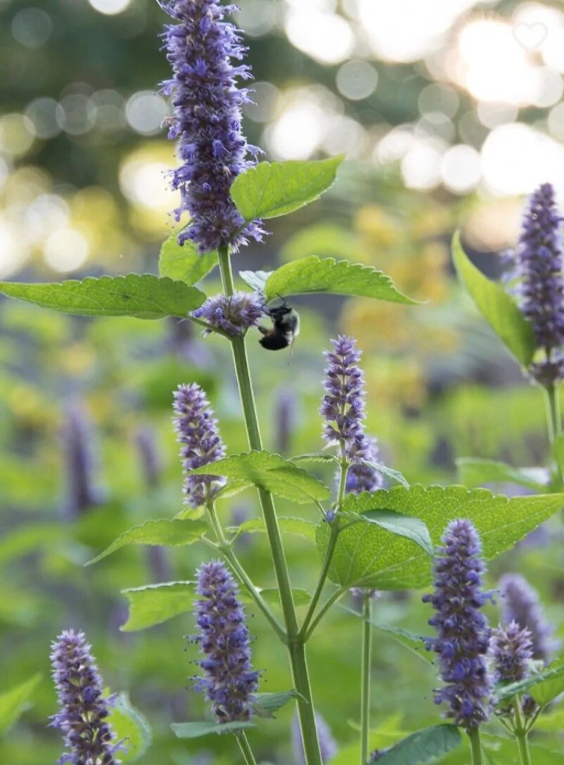 Hyssop (Hyssopus officinalis) SEEDS, Organic