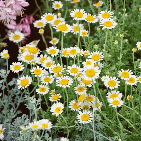 2000 GERMAN CHAMOMILE Herb Flower Seeds Matricaria recutita