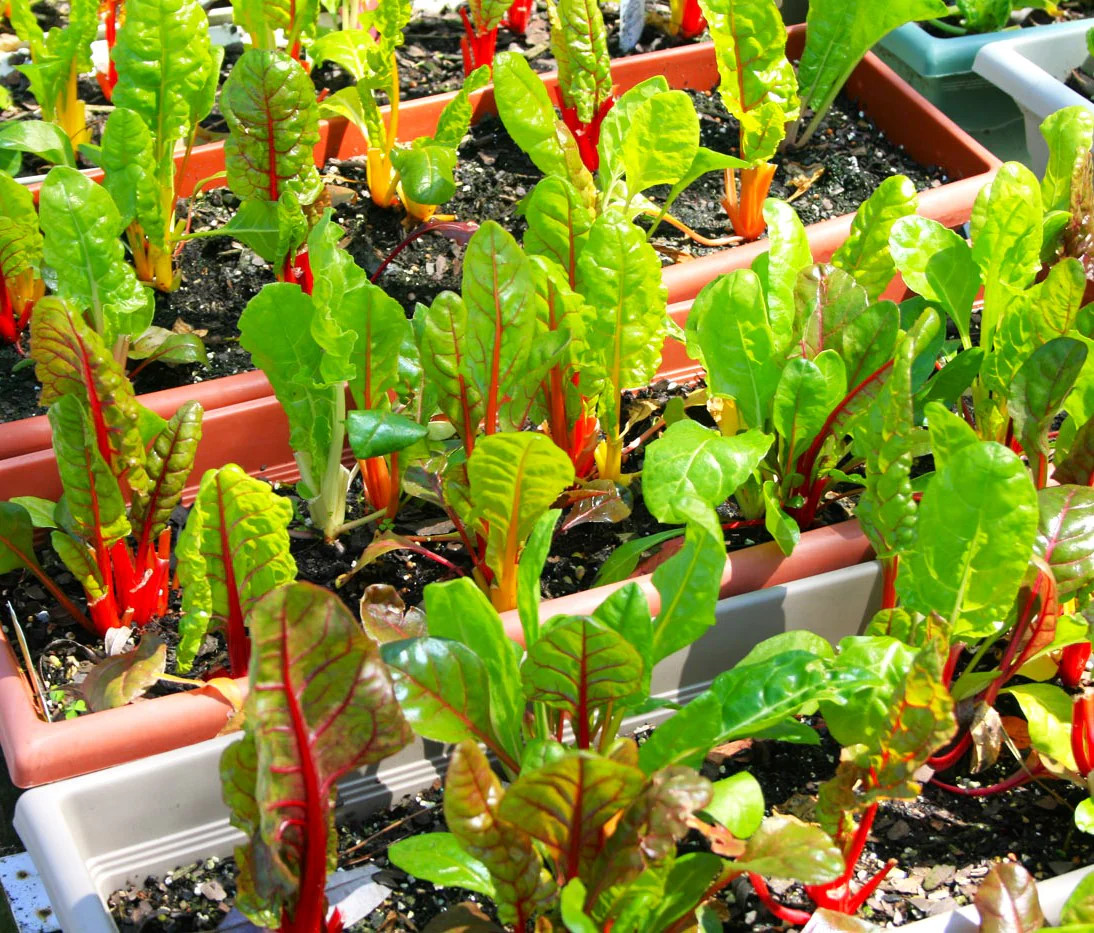 Orange Glory Swiss Chard Seeds – For 2025 Planting Bright Lights Golden Yellow