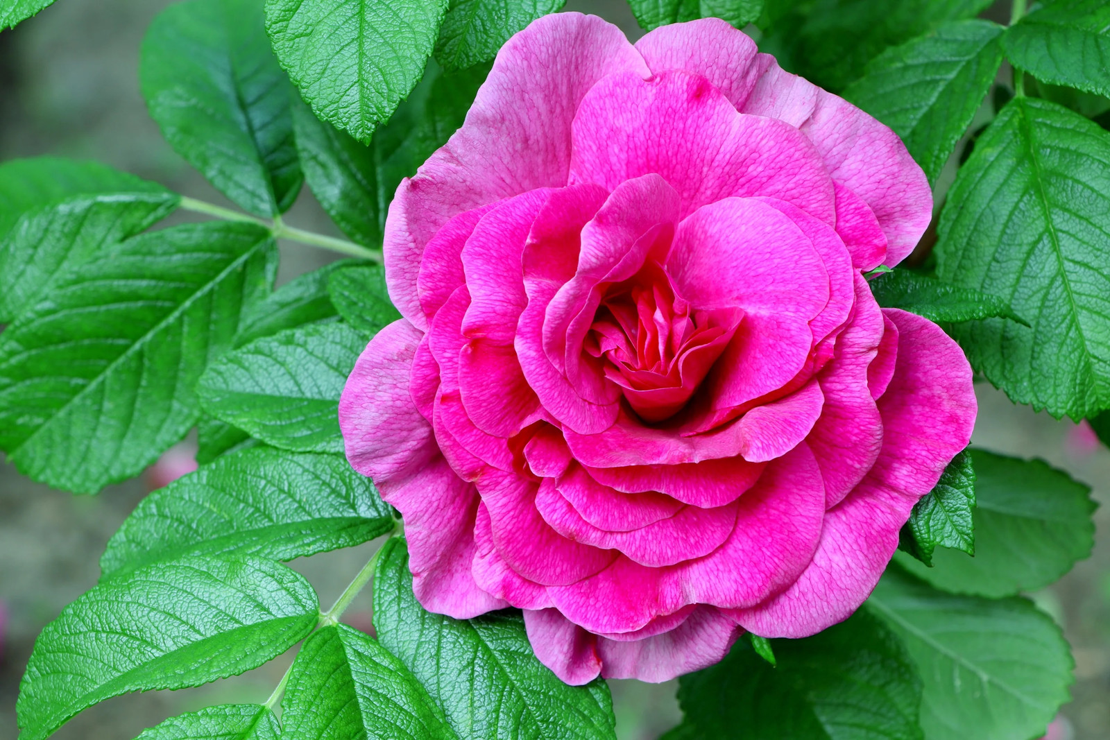 50 Pink BEACH ROSE Seaside Sand Rose, Beach Tomato Rosa Rugosa Hips Flower Seeds