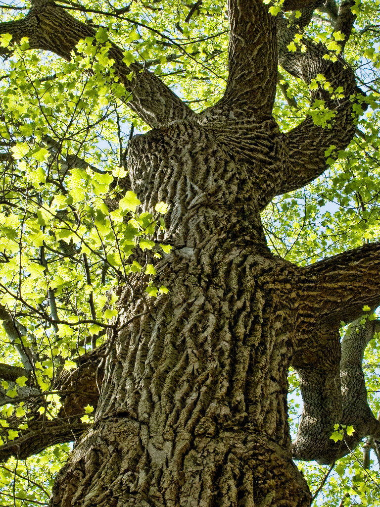 Tulip Poplar | Small Tree Seedling | The Jonsteen Company