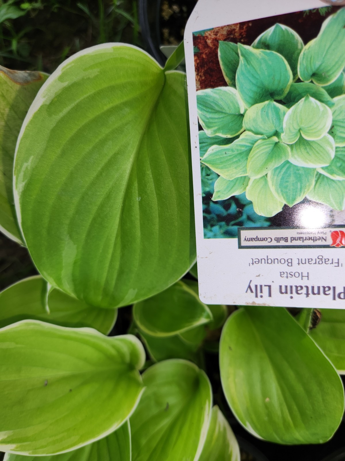 HOSTAS – Several Varieties, Healthy Live Plants, Bare Root, Large & Extra Large