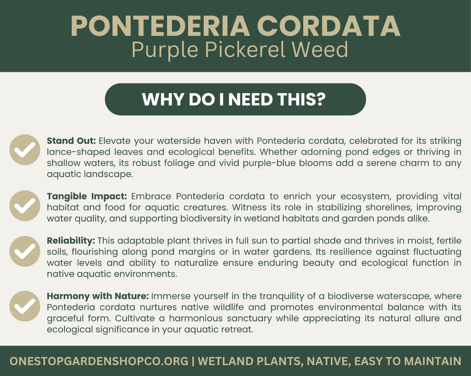 Pontederia cordata | Pickerel Rush | Purple Pickerel Weed | Bareroot