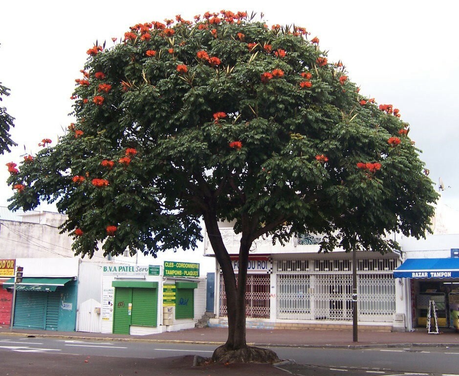 Spathodea campanulata | African Tulip Tree | Flame of The Forest | 20_Seeds