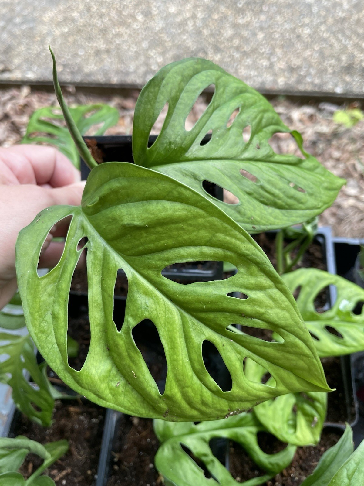 MONSTERA ADANSONII SWISS CHEESE ROOTED LIVE PLANT