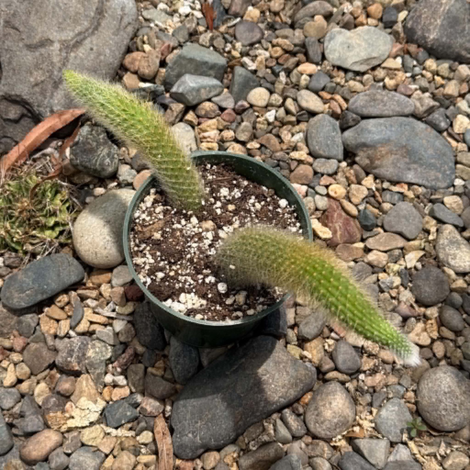 Cleistocactus Winteri ssp. Colademononis ‘Monkey Tail Cactus’