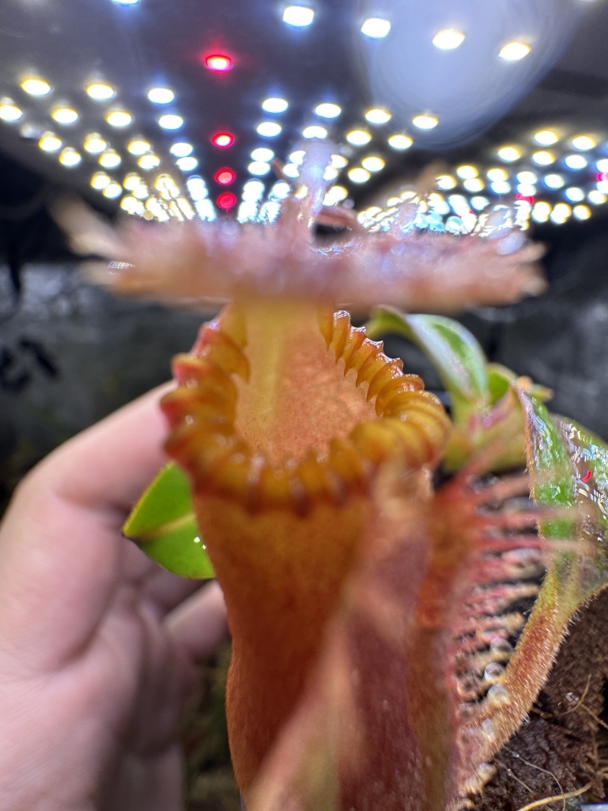 Nepenthes Edwardsiana -seedgrown (ISC) Tambuyukon – Rare Toothy Highland Species