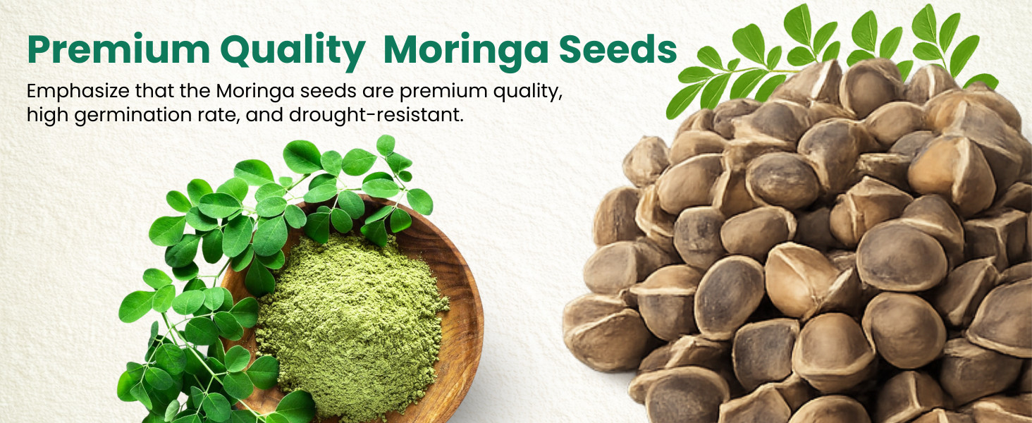 Moringa Oleifera Seeds for planting, Edible Excellent Germination Grade PKM1