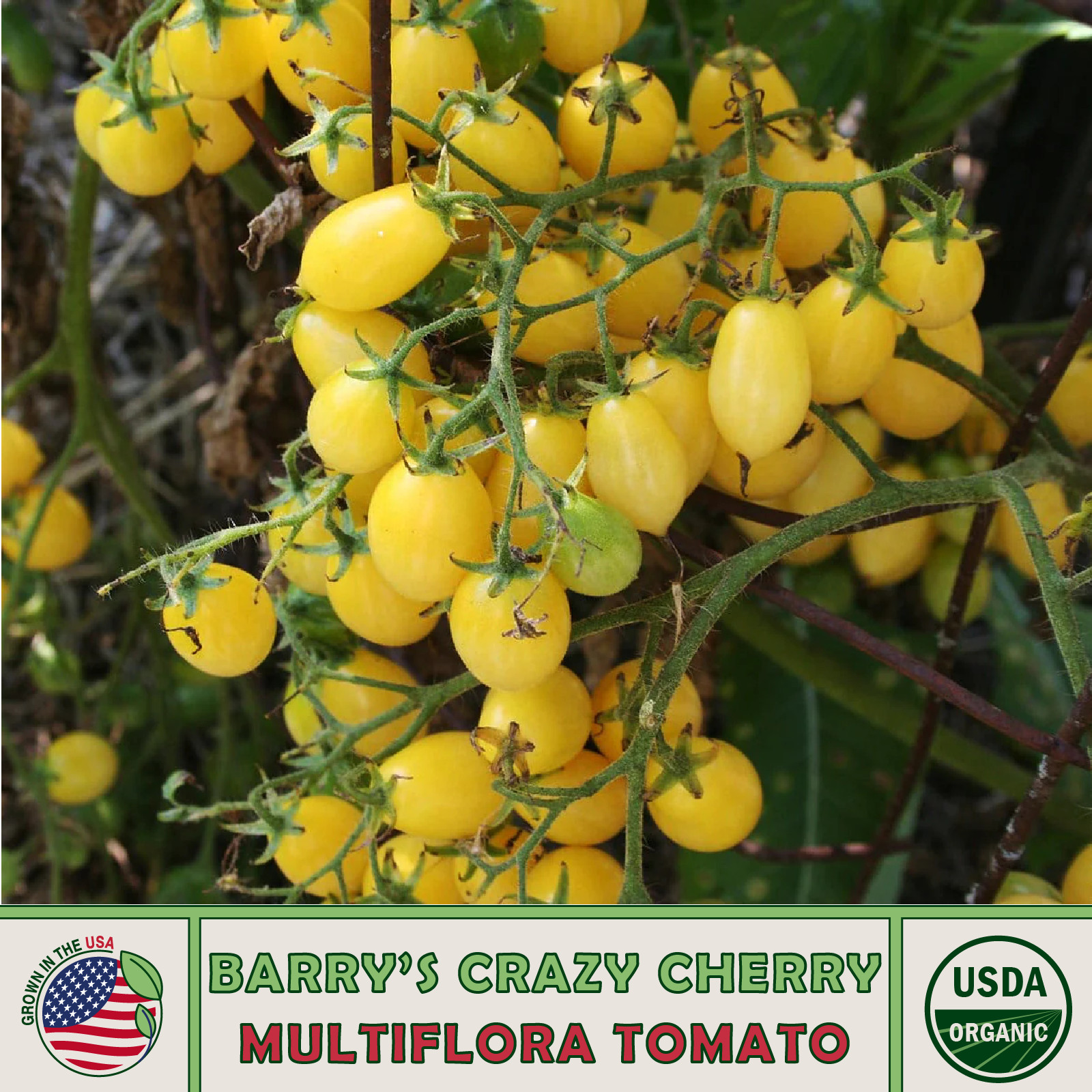 10 Barry’s Crazy Cherry Multi-Flora Tomato Seeds, Organic, Genuine USA