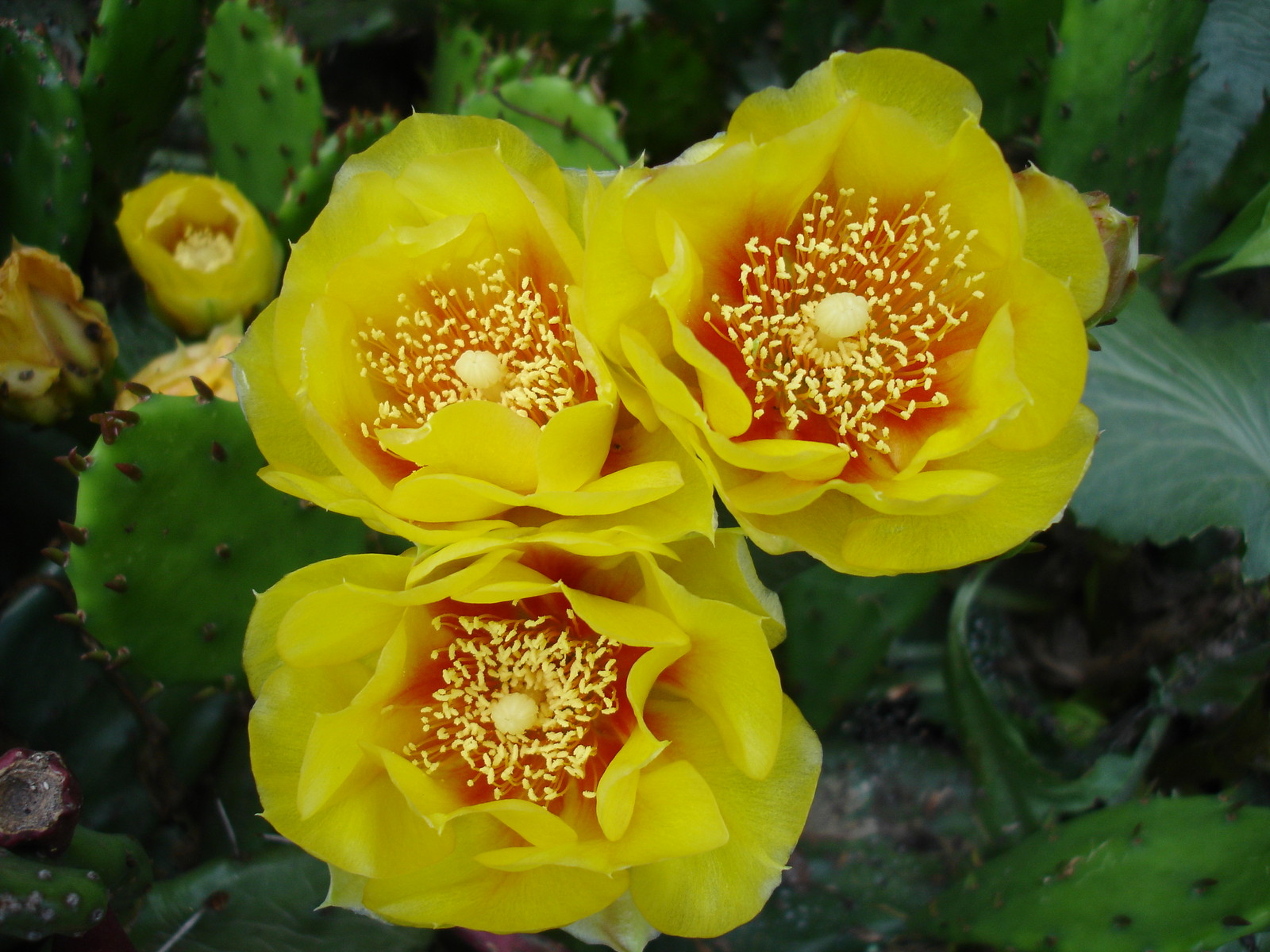 Eastern Prickly Pear Cactus WINTER / COLD HARDY IN BUFFALO NY Succulent Plant