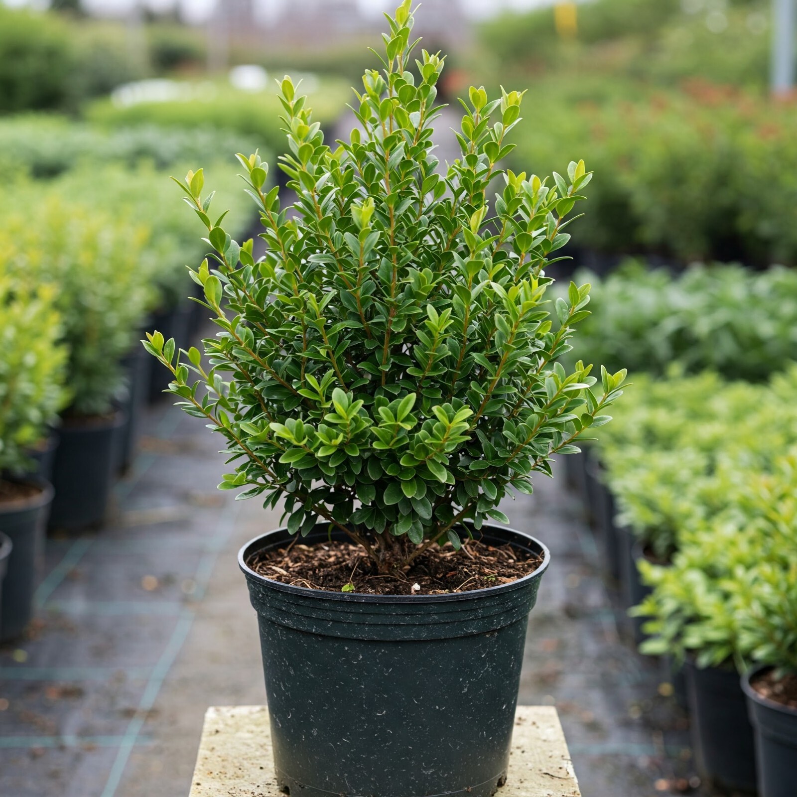 Wintergreen Boxwood Shrub Live Plant 2 In – 1 Gal Pot 4 – 19 Inch Overall Height