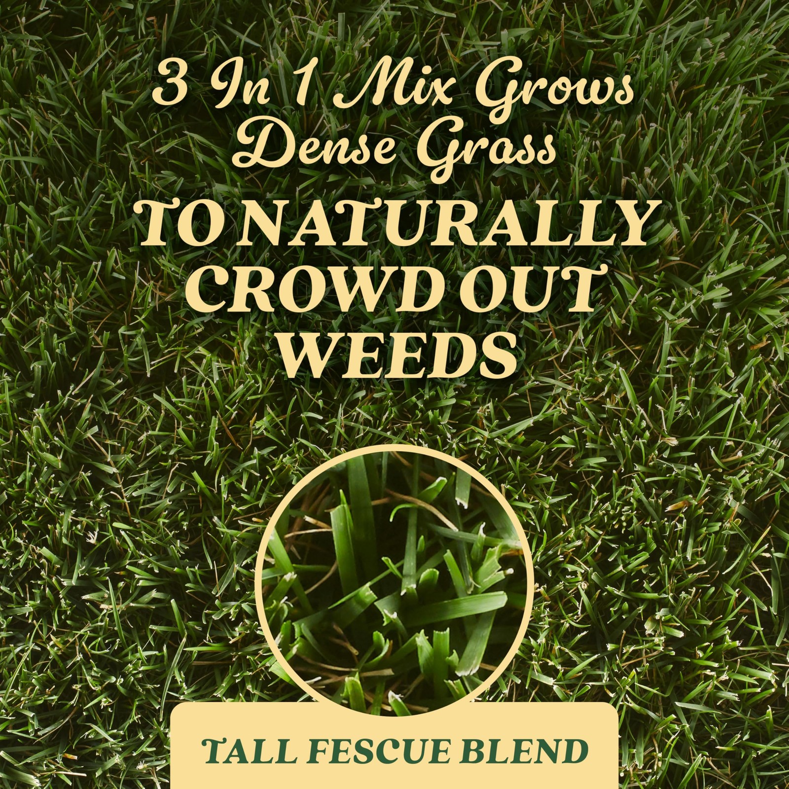 Scotts O.M. Scott And Sons Tall Fescue Blend – And Soil