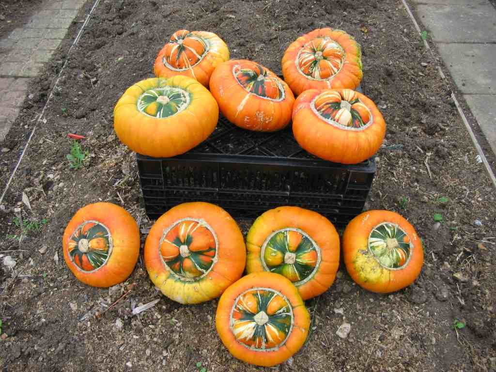 Turks Turban, (Turban Squash), Cucurbita maxima, Seeds