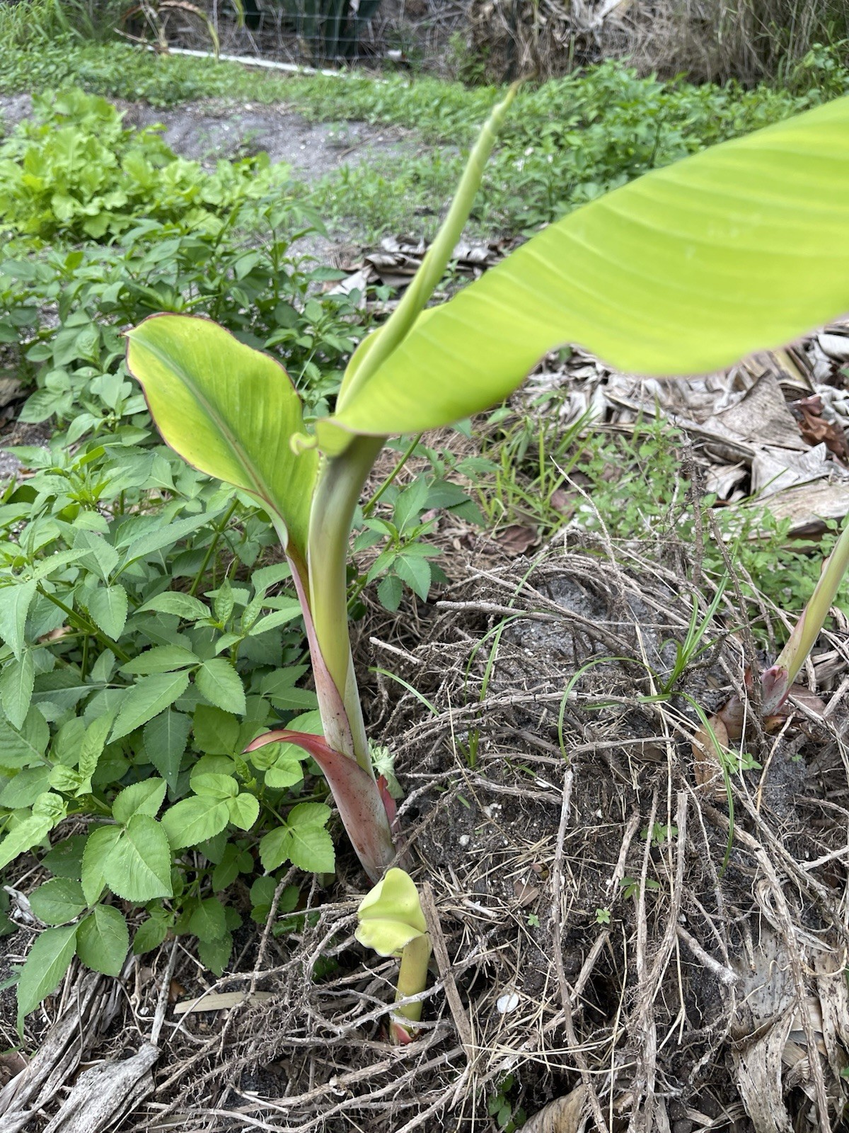 Ice Cream Banana Dwarf Namwah Blue Java Live Plant guaranteed bananas