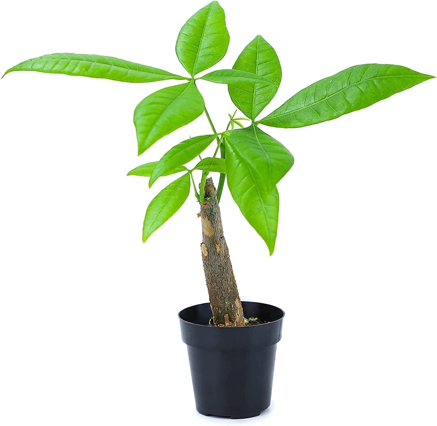 , Live Money Tree Plant, Pachira Aquatica Money Tree, Feng Shui Money Tree Pa…