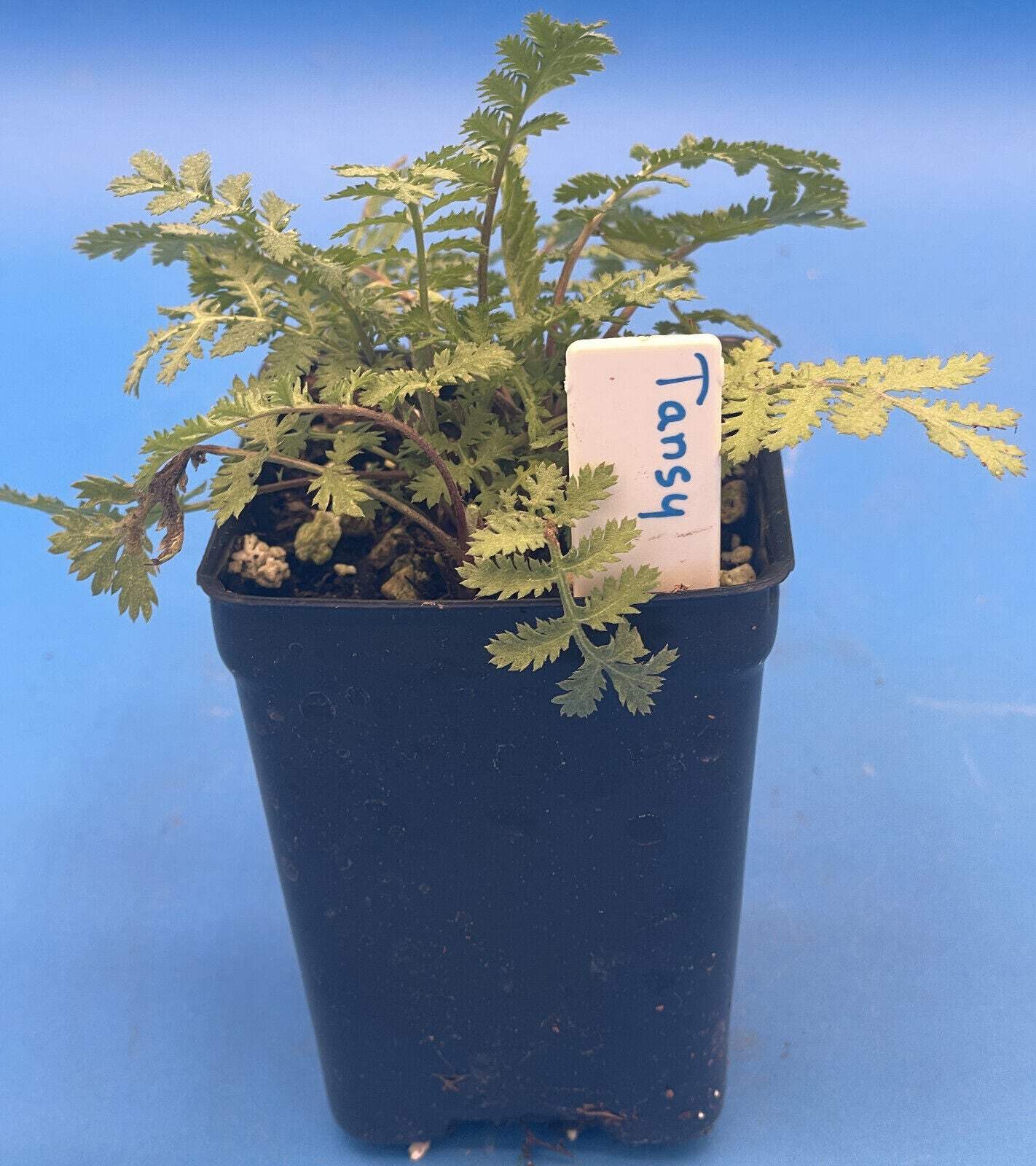 Tansy Live Plant 3″ Starter Pot – Tanacetum vulgare