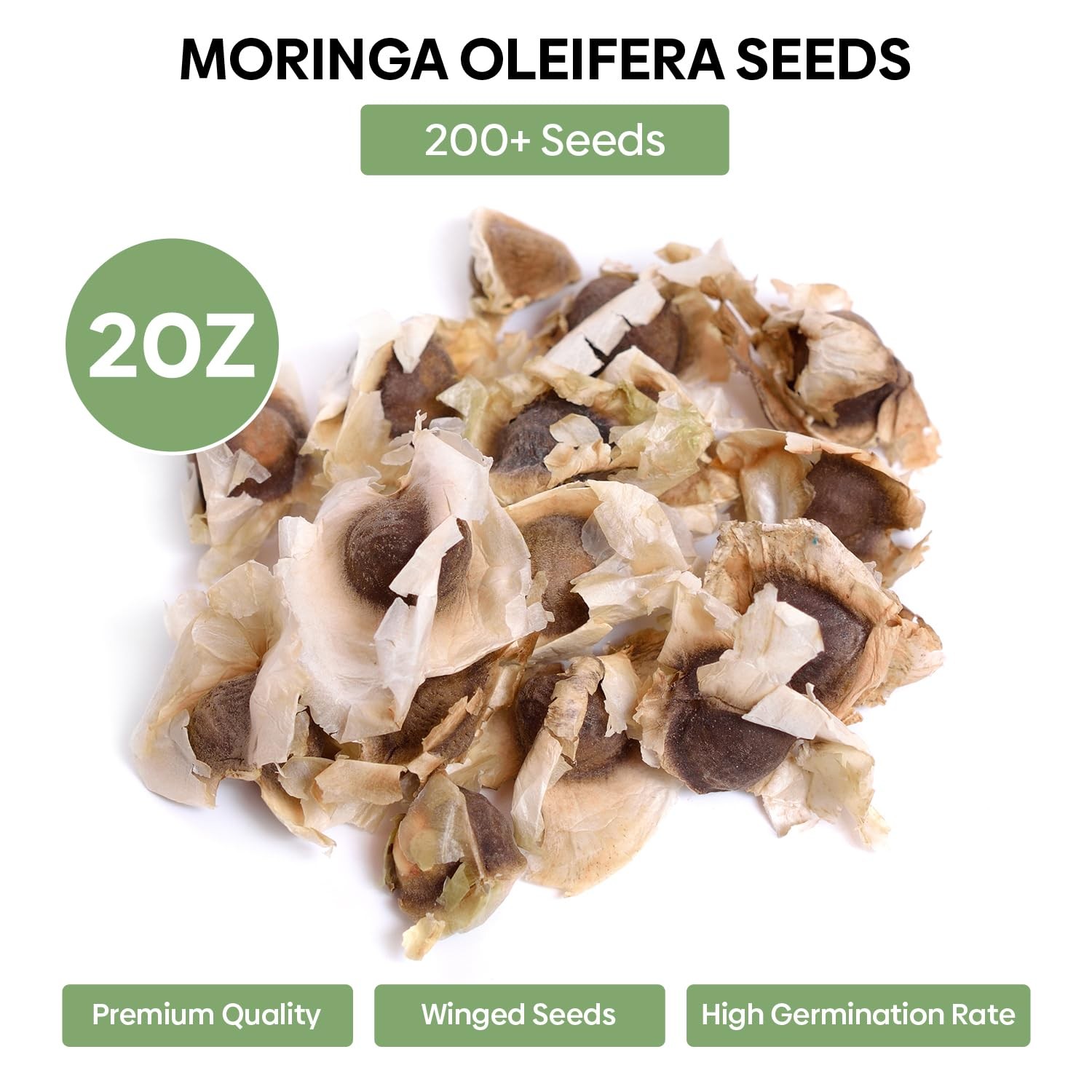 Groundio Moringa Seeds for Planting, 2 Ounce 140+ Seeds, 100% 2 Ounce, brown