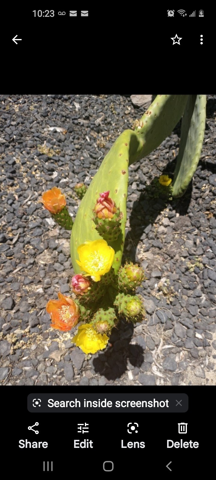 prickly pear cactus plant, grows orange pink and yellow blooms, Pears are edible