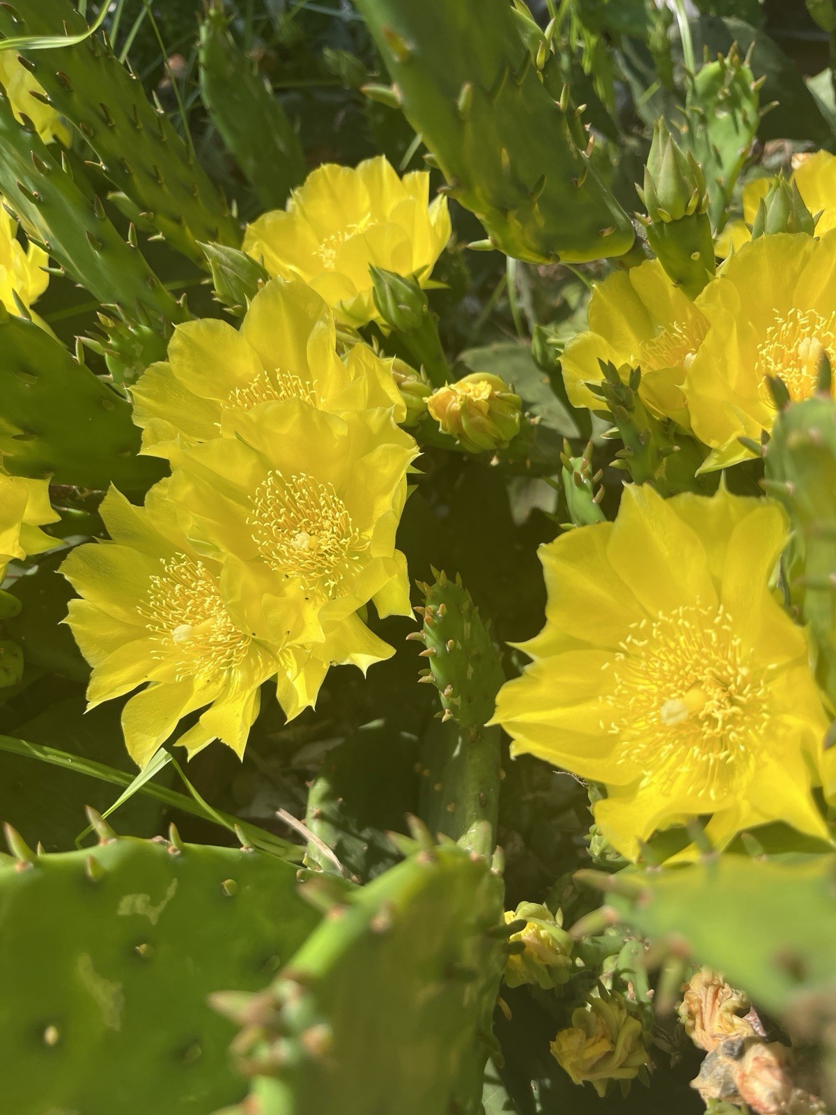 3 Cold Hardy Cactus Paddles Zones 4 – 9 Opuntia Humifusa Prickly Pear