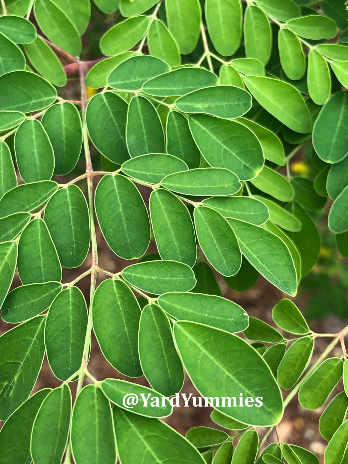 10 Moringa Tree SEEDS Moringa Oleifera Miracle Drumstick Tree Seeds 2 Plant USA