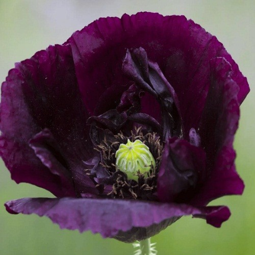 2,500 Heirloom After Midnight Poppy Seeds Papaver Somiferum Purple Near Black…