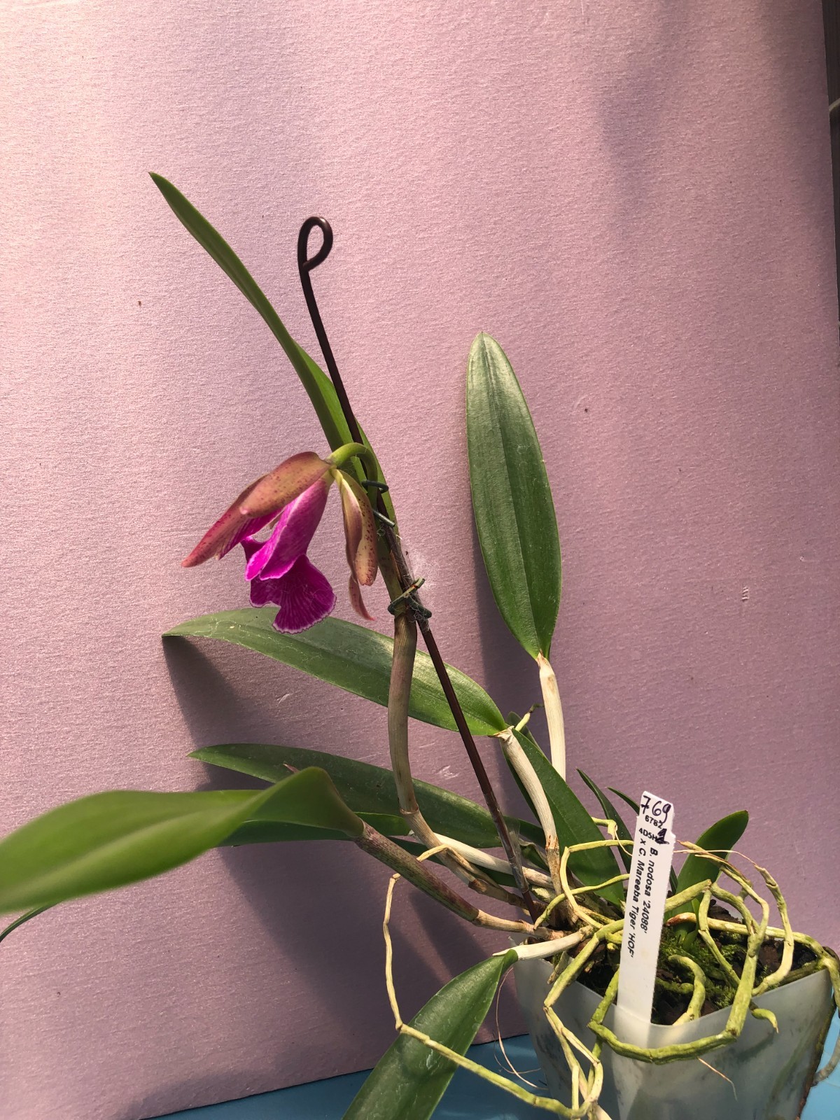 (769-1) B.nodosa 24088 x C.Mareeba Tiger ‘HCF’ FS