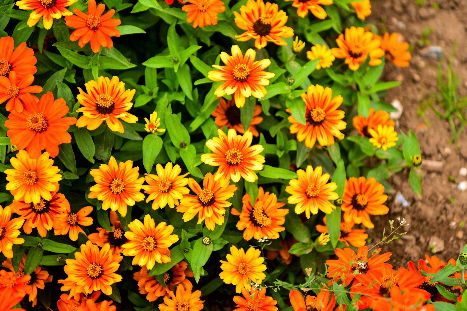 50 SOMBRERO ZINNIA Elegans Mexican Zinnia Haageana Orange Red Yellow Flower Seed