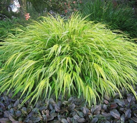 ( 1 ) – Aureola Japanese Forest Grass – Starter Plant ( 7m ) ( 1 live plant )