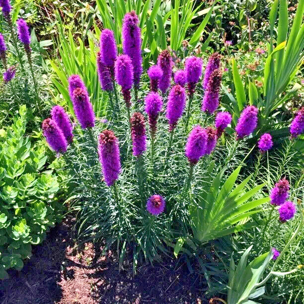 50 PURPLE BLAZING STAR FLOWER SEEDS Liatris spicata Cold Hardy-3 Butterfly Plant