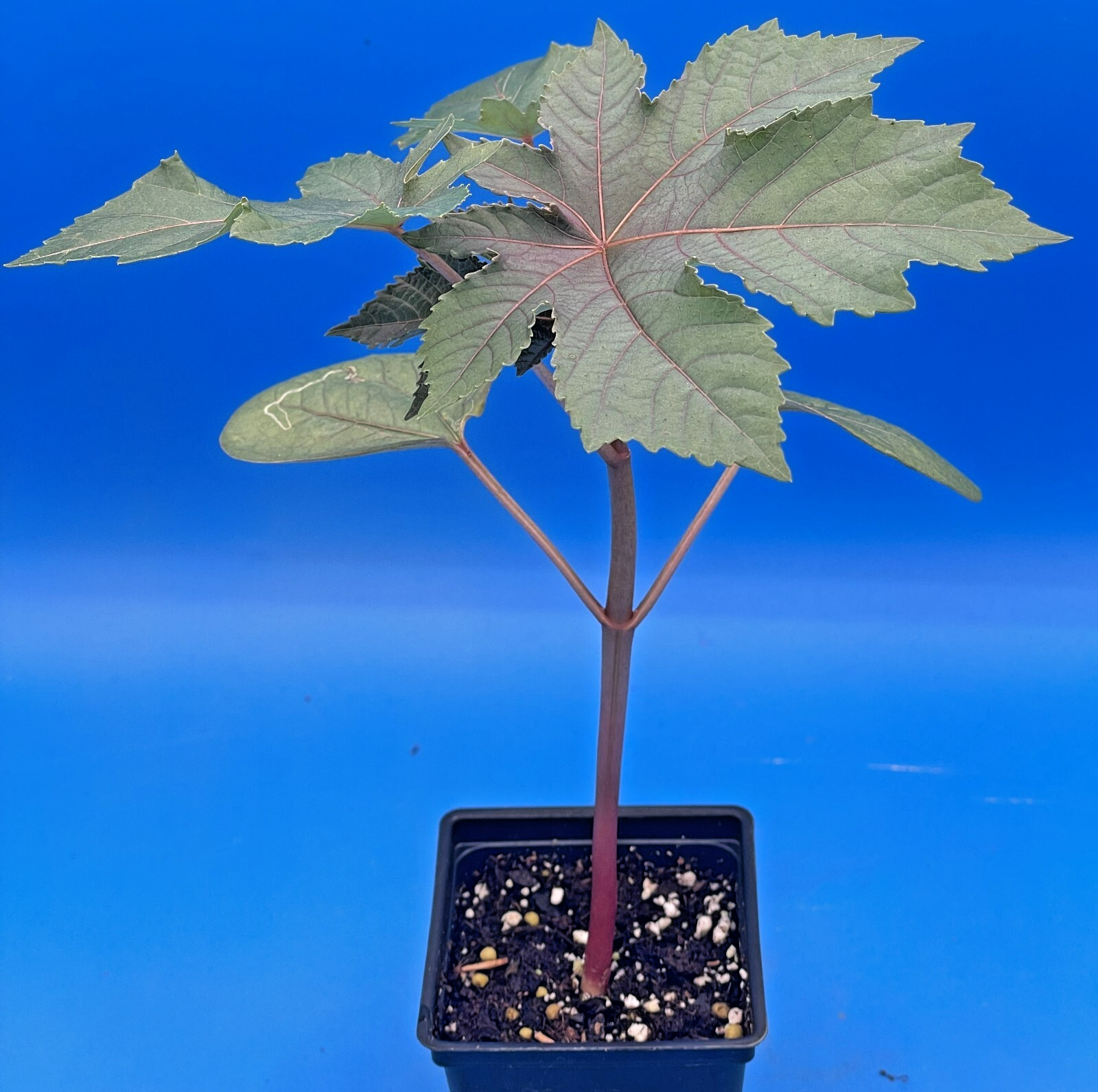 Castor, Zanzibar Red Live Plant 3″ Starter Pot – R communis ‘Zanzibarensis’