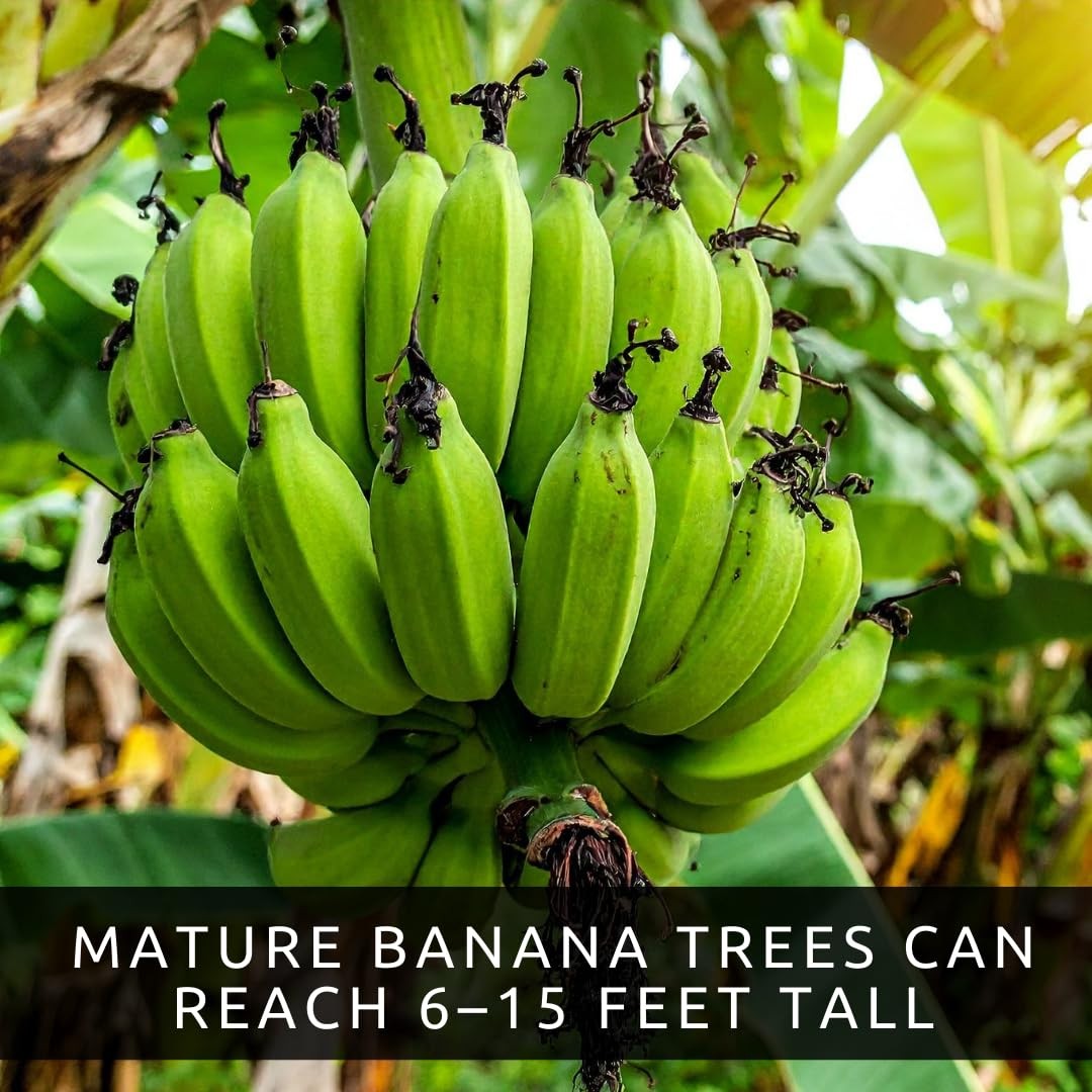 Banana Tree Seeds 10 EasytoGrow Seeds for Indoor or Patio Planting