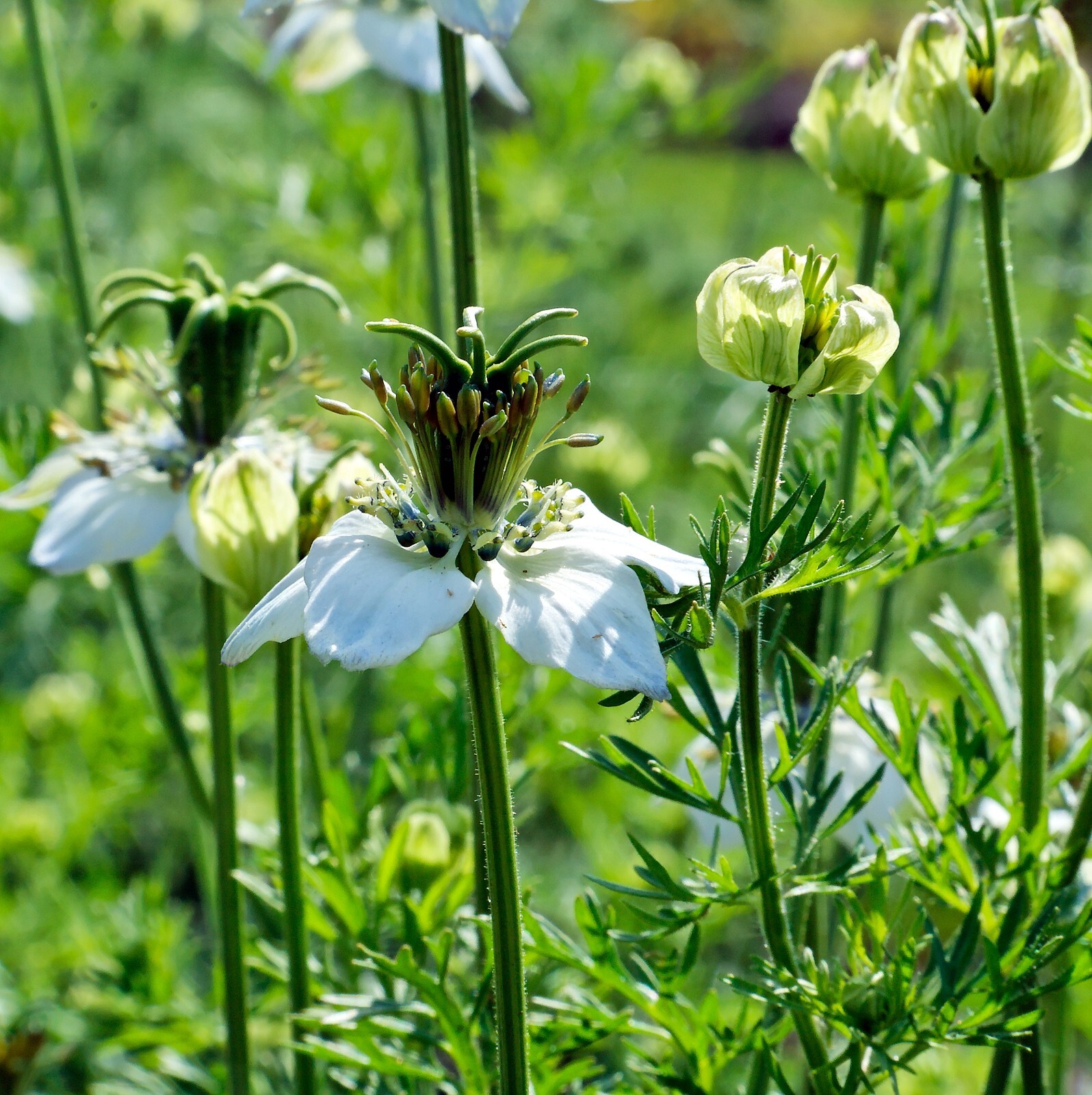 Black Cumin Seeds – Nigella sativa Seeds – Culinary Plant – Multiple Quantities