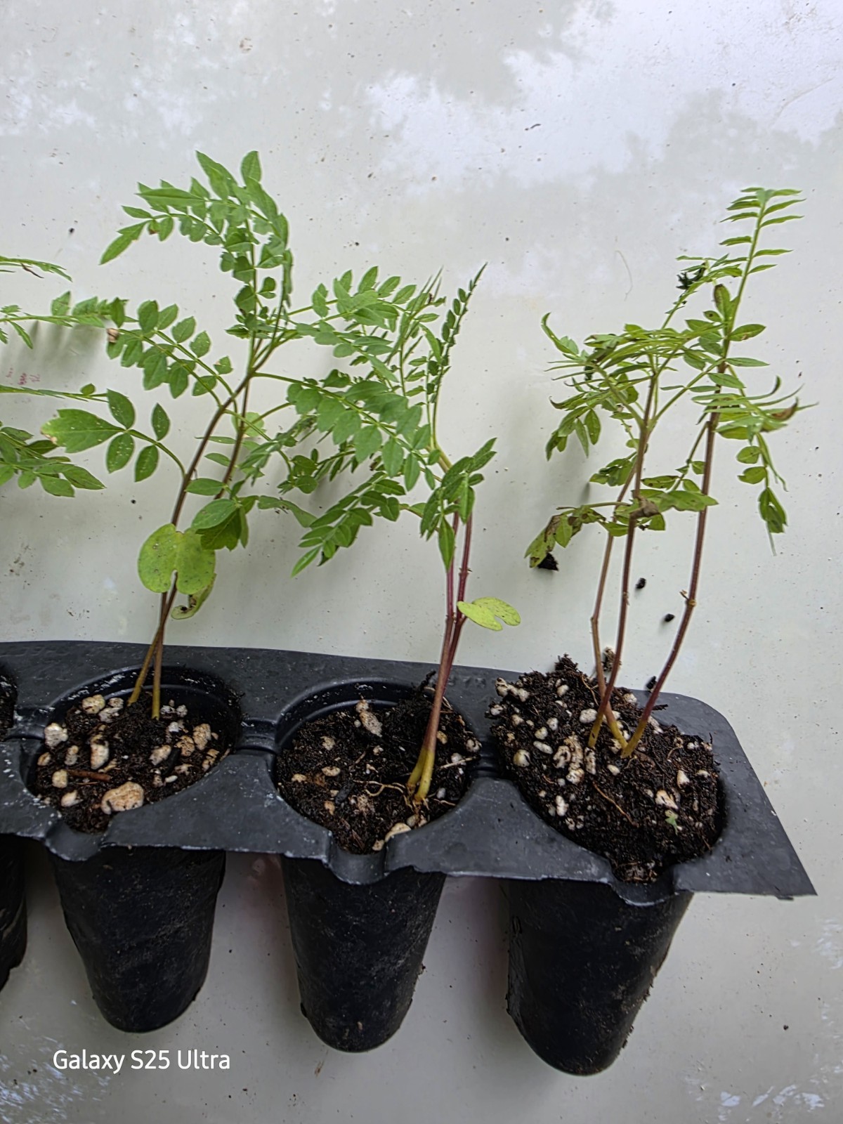 2 Jacaranda Mimosifolia Tree Seedling Live Plant Aprox. 4″ tall Blue / Purple ?