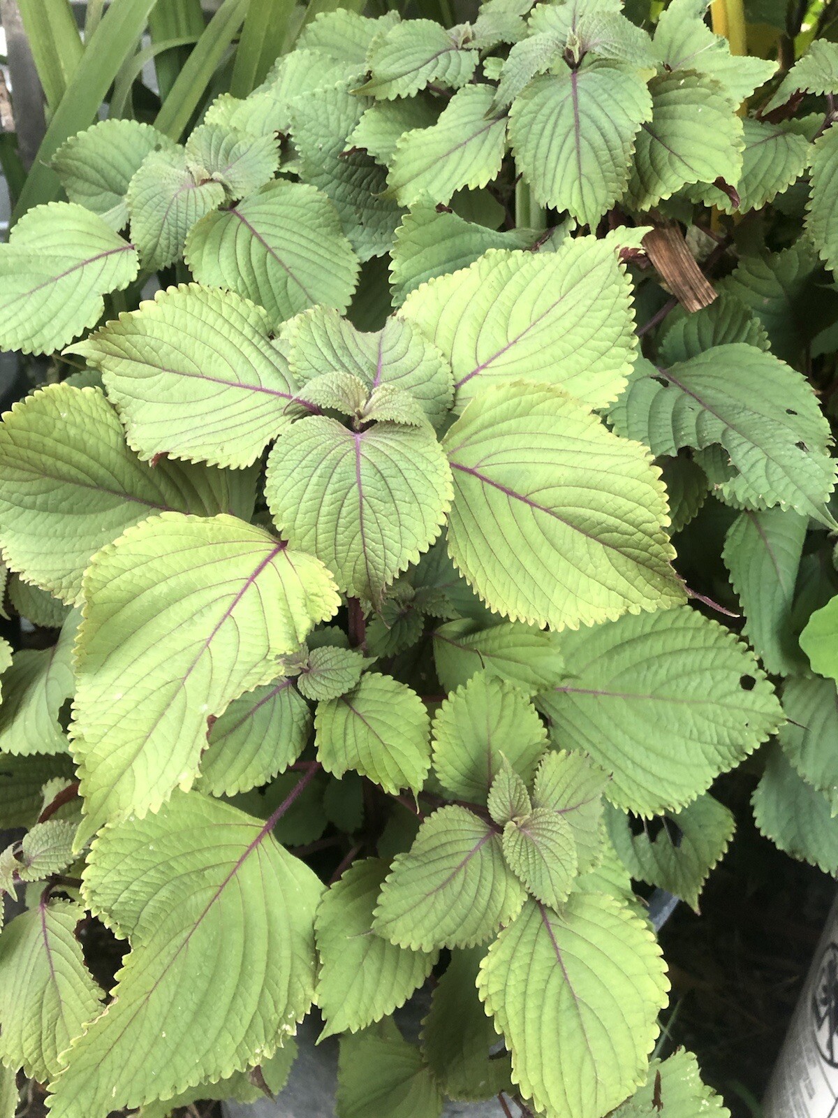 Shiso Perilla Plant 3pcs Green Purple Beefsteak Plant Bare Root Ready To Plant