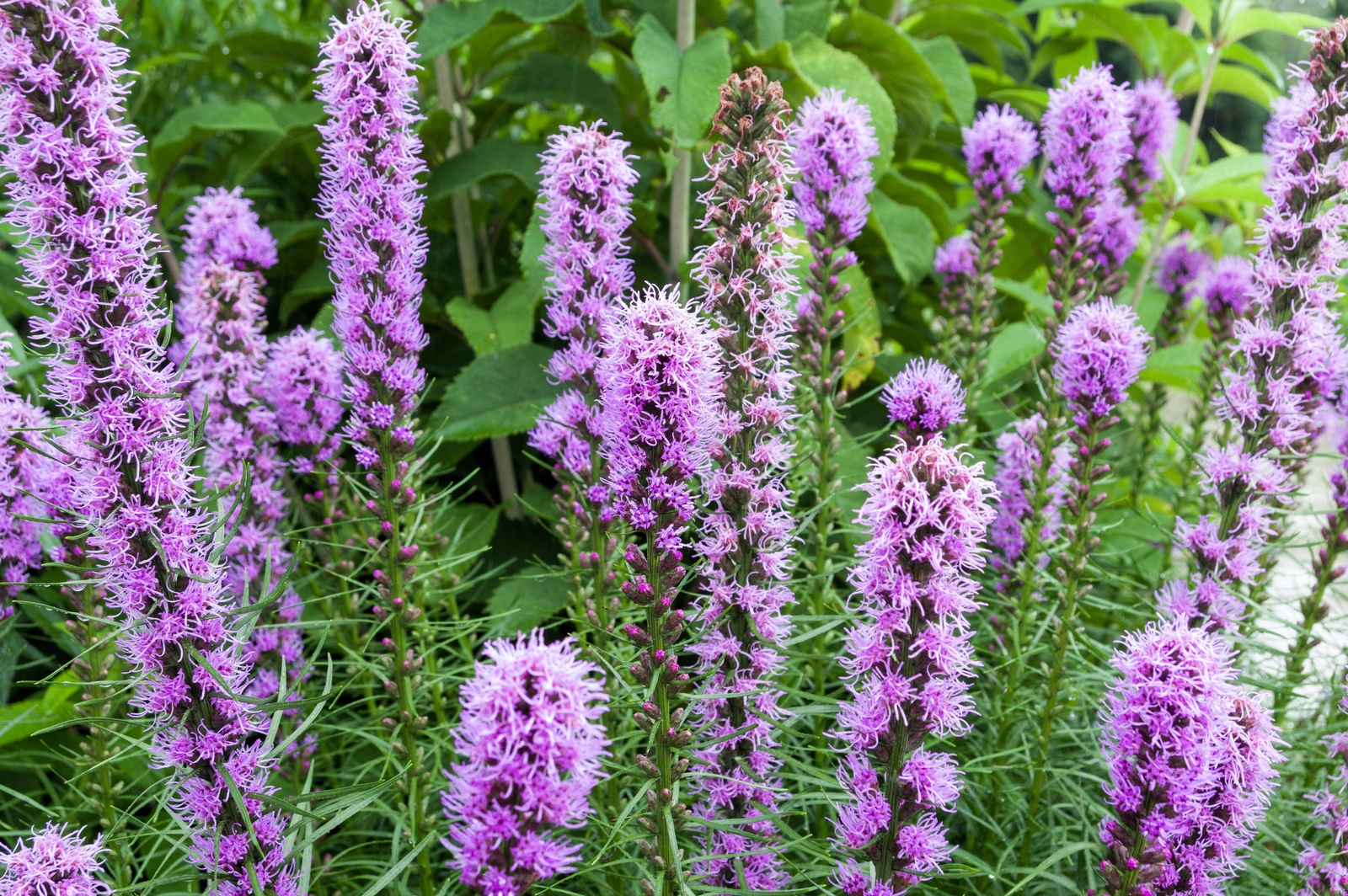 500 PURPLE BLAZING STAR GAYFEATHER LIATRIS Spicata Flower Seeds *Flat S/H