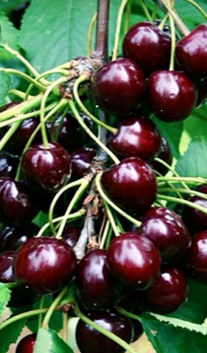 Black Cherry (Prunus serotina) Tree Seedlings 7 Live Plants Many Uses