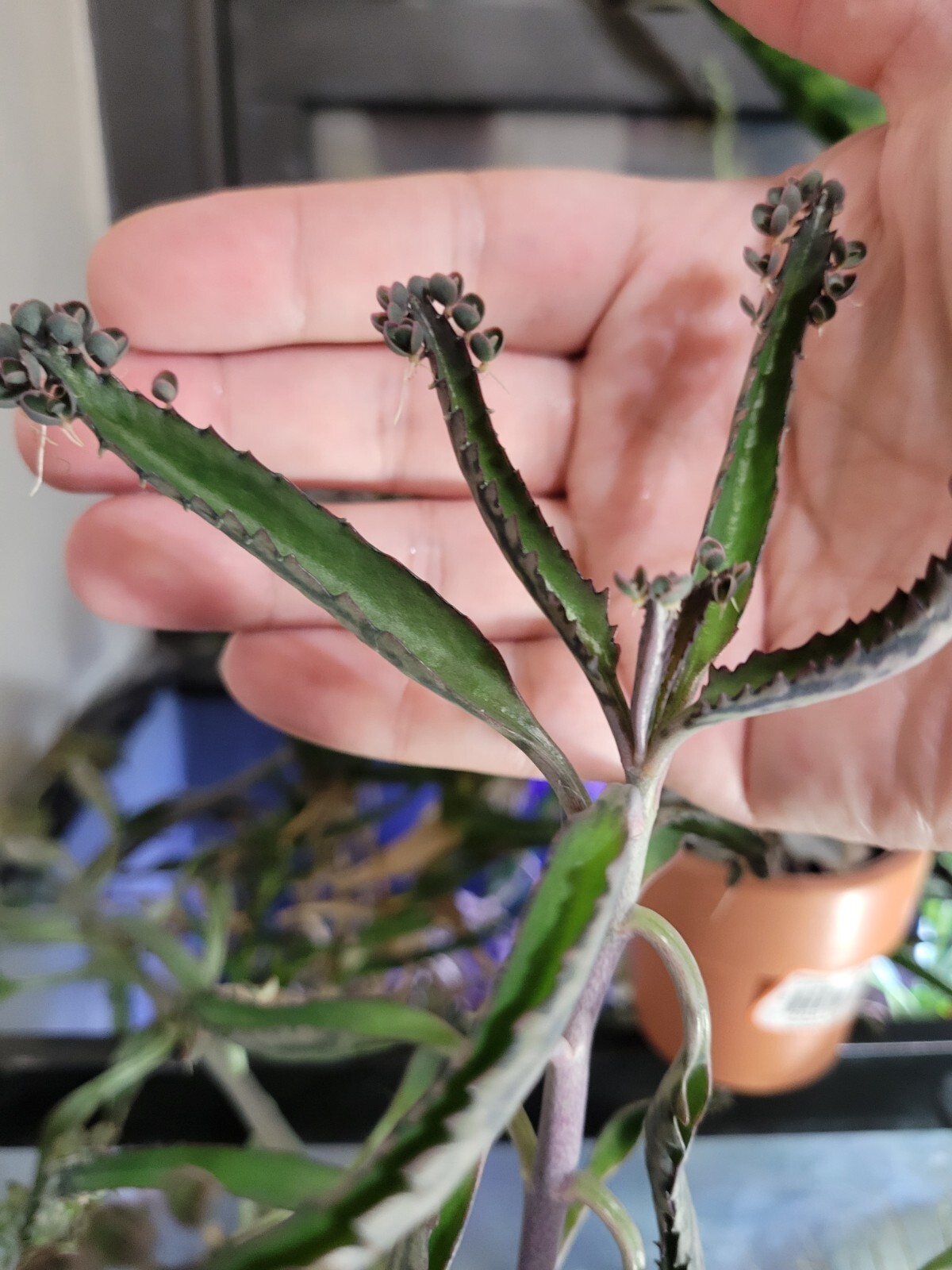 Kalanchoe Mother of Thousands Pups (2024) Six Baby Plantlets Pups Ready to Grow