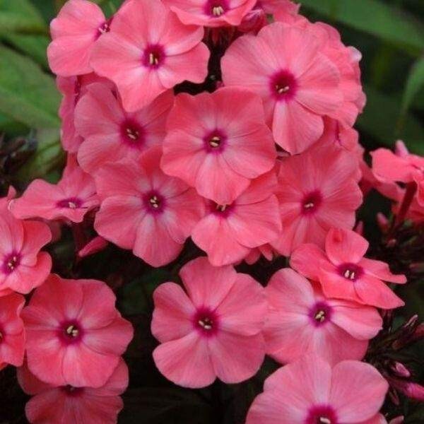 Garden Phlox, Tall Phlox Plant, Healthy Starter, Fragrant Flower Long-blooming